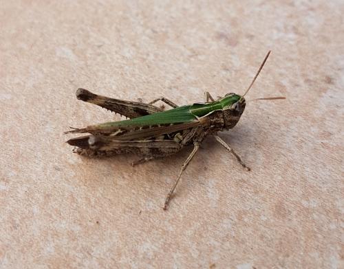 Réf. 215 524 : Omocestus rufipes